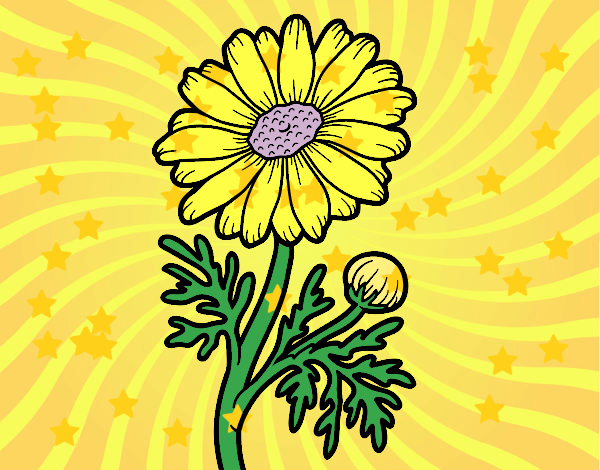 Coloring page Wild daisy painted byviri