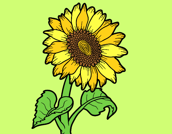 Coloring page A sunflower painted byAnia