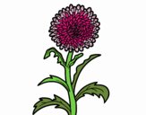 Coloring page Aster painted byTegan 