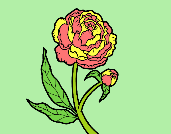 Coloring page Peony painted byAnia