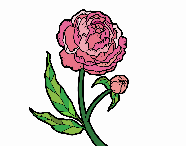 Coloring page Peony painted byTegan 