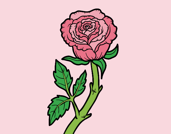 Coloring page Wild rose painted byAnia