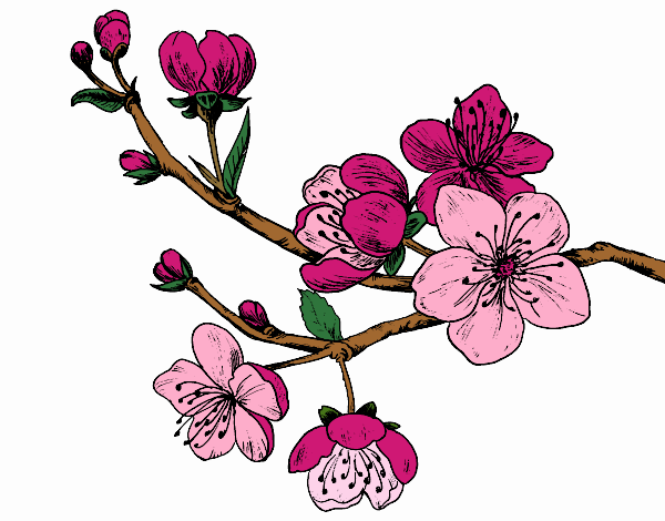 Coloring page Cherry-tree branch painted byNerak
