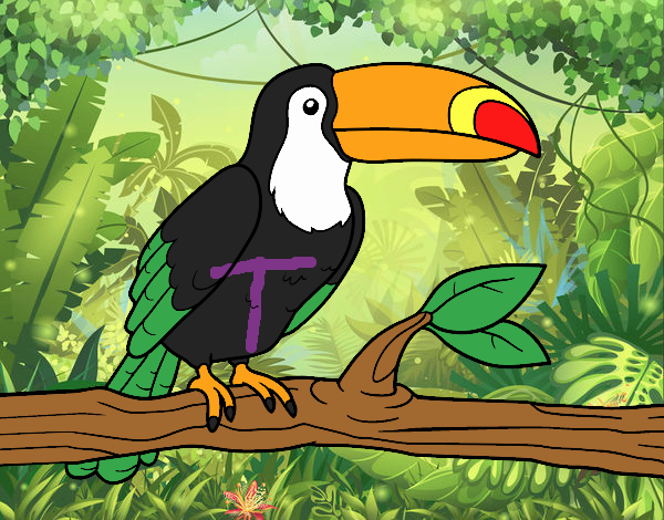 A toucan