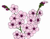 Coloring page Cherry tree flower painted byNerak