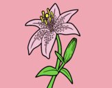 Coloring page Madonna lily painted bylorna