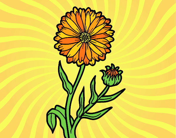 Coloring page Pot marigold painted bylorna