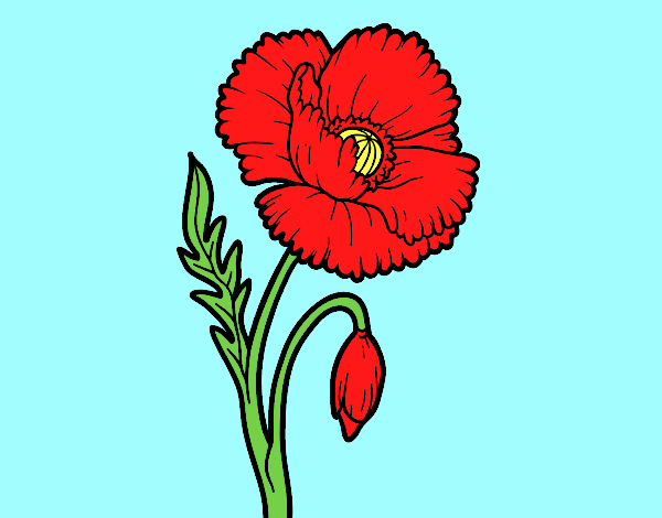 Coloring page Wild Poppy painted bylorna