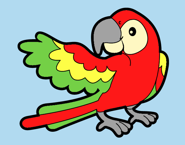 Parrot with wideout