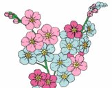 Coloring page Cherry tree flower painted bymoniquem