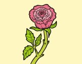 Coloring page Wild rose painted bylorna