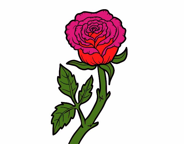 ♡Weman are like roses♡