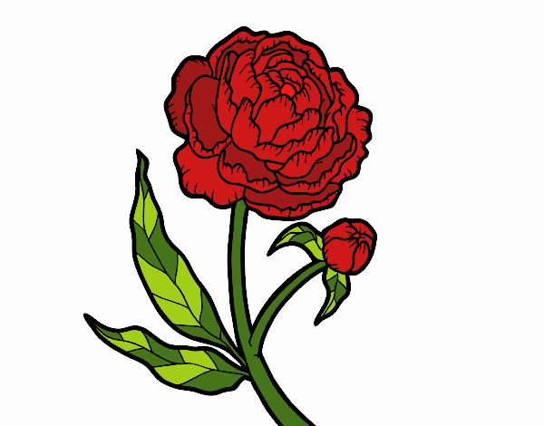 Coloring page Peony painted byMarmar2552