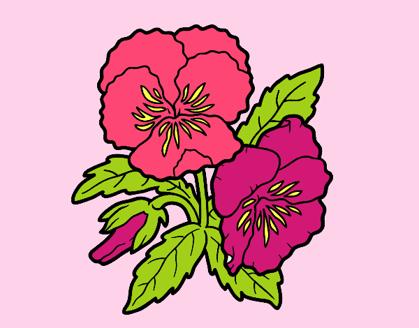 Coloring page Heartsease flowers painted byCindyK
