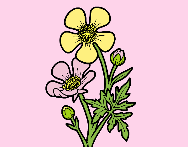 Meadow buttercup flower