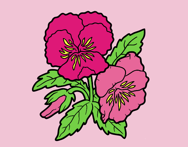 Coloring page Heartsease flowers painted bylorna