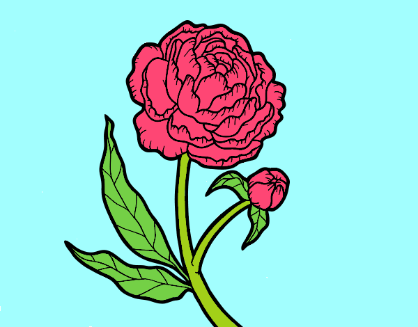 Coloring page Peony painted bylorna