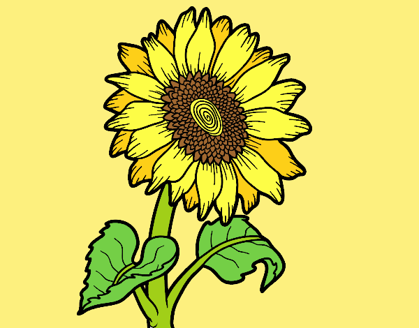 Coloring page A sunflower painted bylorna