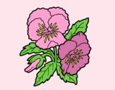 Coloring page Heartsease flowers painted bylorna