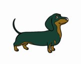 Coloring page Dachshund dog painted bydakota 