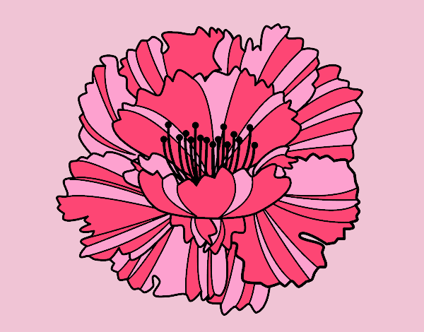 Coloring page Clove pink painted bylorna