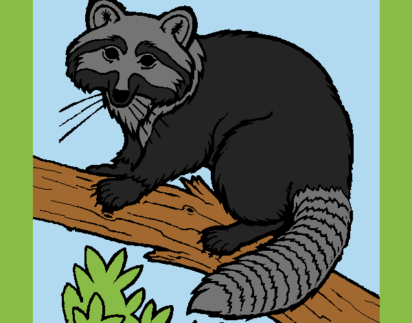 Coloring page Raccoon painted bylorna