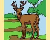 Coloring page Young deer painted bylorna