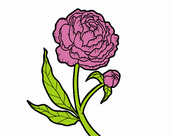 Coloring page Peony painted byDaisy66