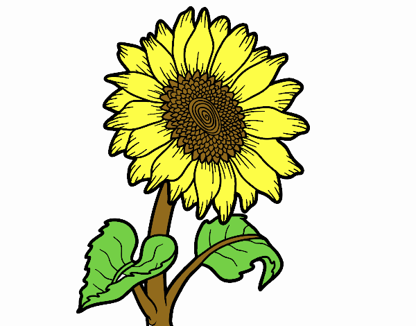 Coloring page A sunflower painted byeliza32