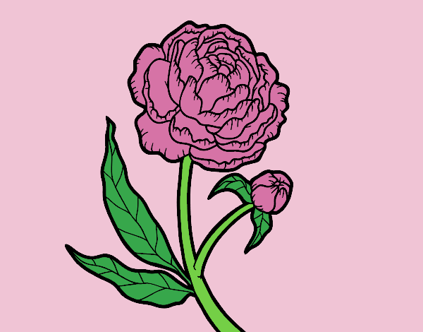 Coloring page Peony painted byLornaAnia