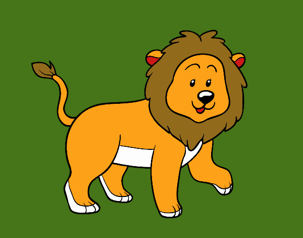 Adult lion