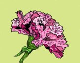 Coloring page Carnation flower painted byJena