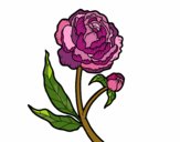 Coloring page Peony painted byJena