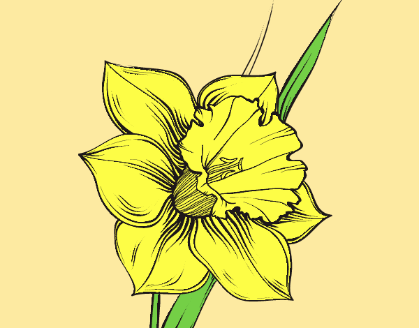Coloring page Narcissus flower painted byLornaAnia