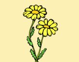 Coloring page Daisies painted byLornaAnia