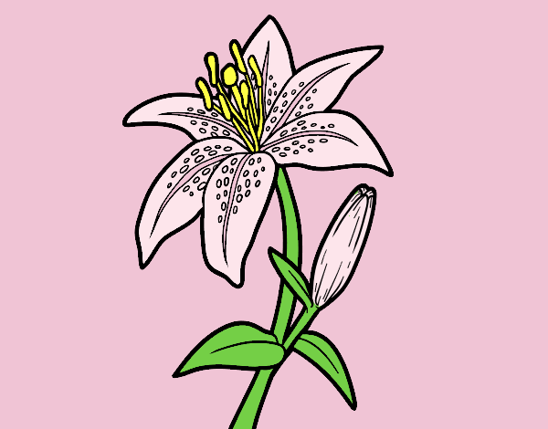 Coloring page Madonna lily painted byLornaAnia