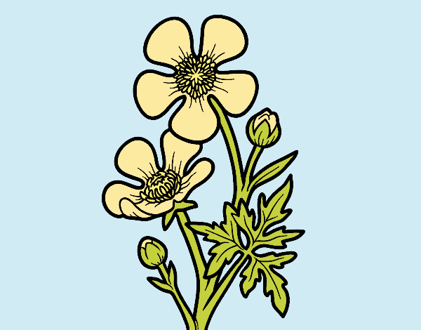Coloring page Meadow buttercup flower painted byLornaAnia
