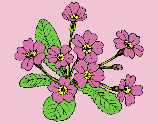 Coloring page Primula painted byLornaAnia