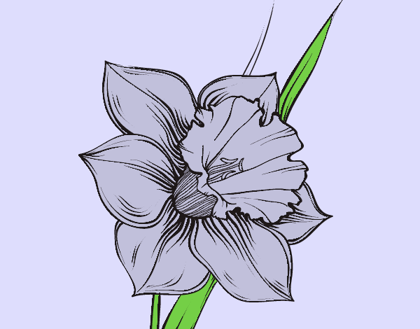 Coloring page Narcissus flower painted byLornaAnia