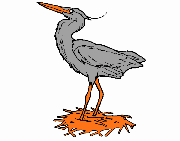 Grey heron in nest