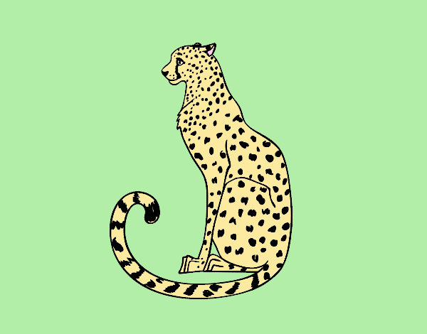 Seated Cheetah
