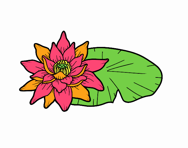 A lotus flower