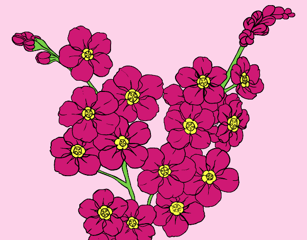 Coloring page Cherry tree flower painted byLornaAnia