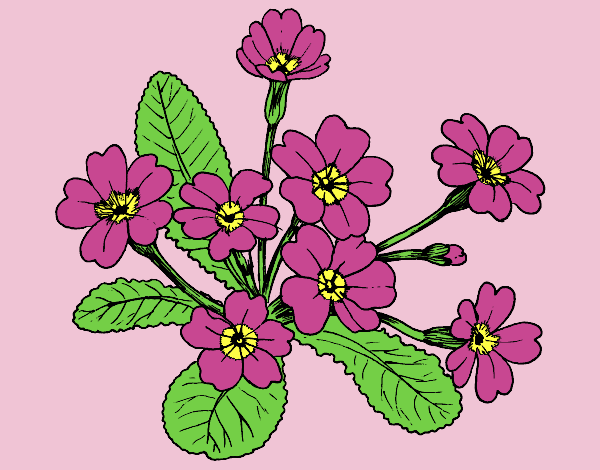Coloring page Primula painted byLornaAnia