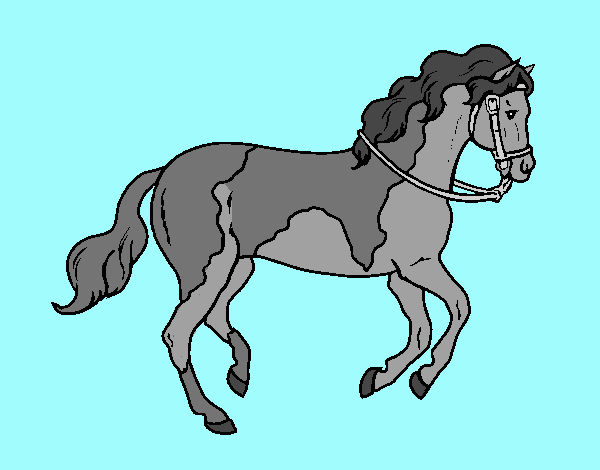 Horse 5