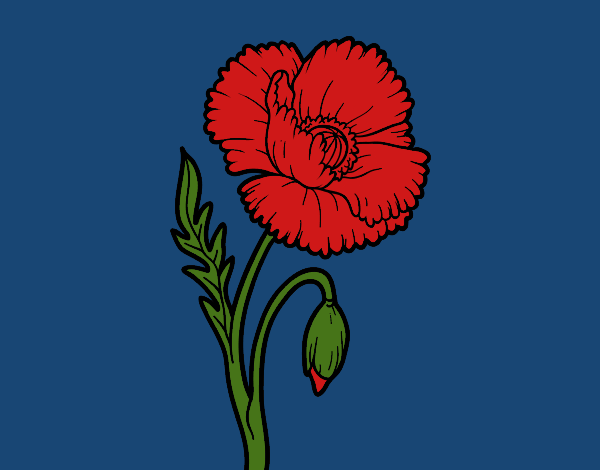 A poppy flower