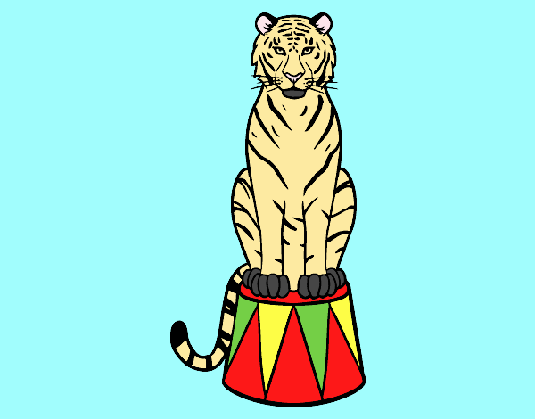 Tiger of circus