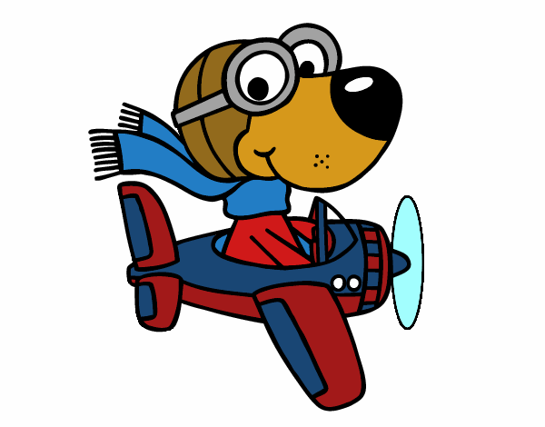 Aviator dog