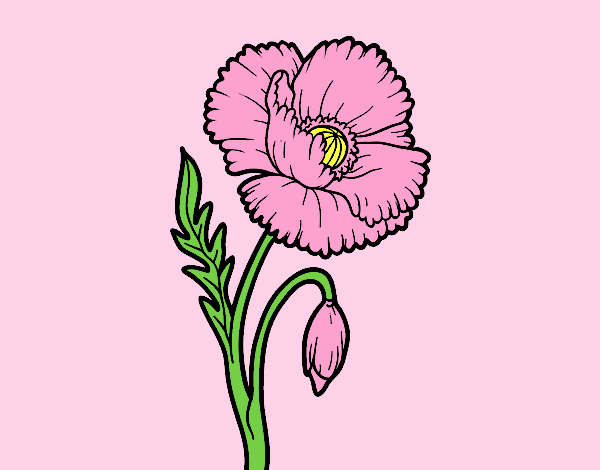Coloring page A poppy flower painted byANIA2