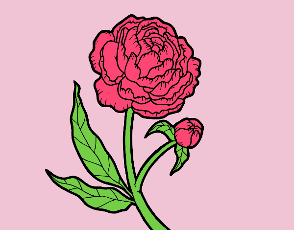 Coloring page Peony painted byANIA2